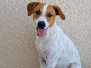 Cachorro raça SRD idade 1 ano nome Don