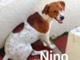 Nino