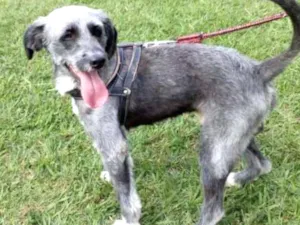 Cachorro raça Mix de poodle idade 1 ano nome Bolinha