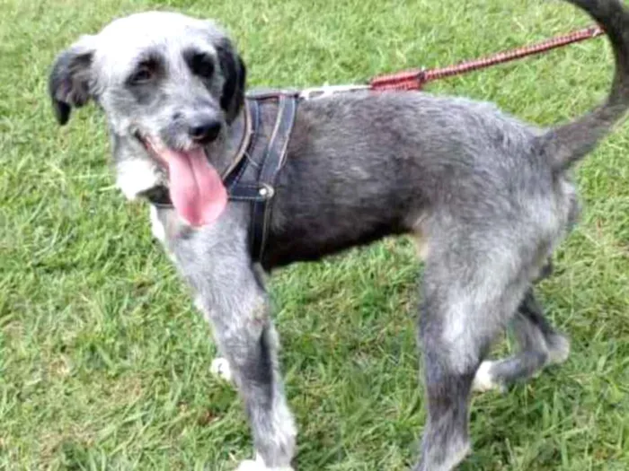 Cachorro ra a Mix de poodle idade 1 ano nome Bolinha