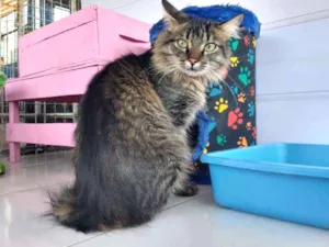 Gato raça SRD idade 1 ano nome Jade