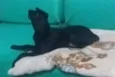Laika