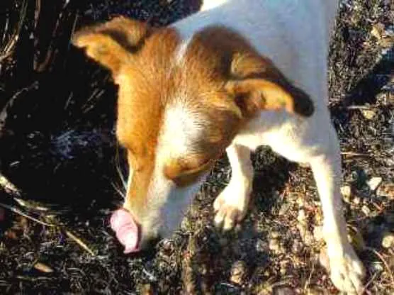 Cachorro ra a vira lata idade 3 anos nome Princesa