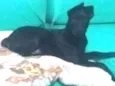 Laika