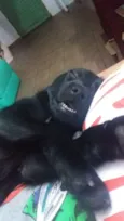 Laika