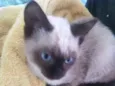 Gatinha siamesa