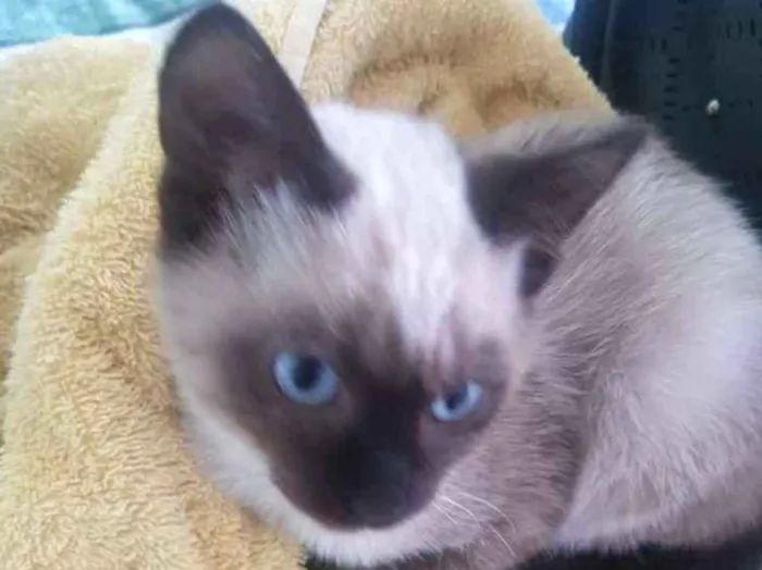 Gato ra a Siamês  idade 2 a 6 meses nome Gatinha siamesa