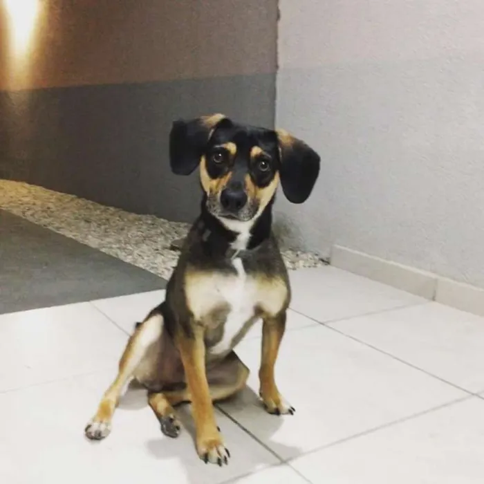 Cachorro ra a Sem raça definida idade 2 a 6 meses nome Pacco