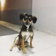 Pacco