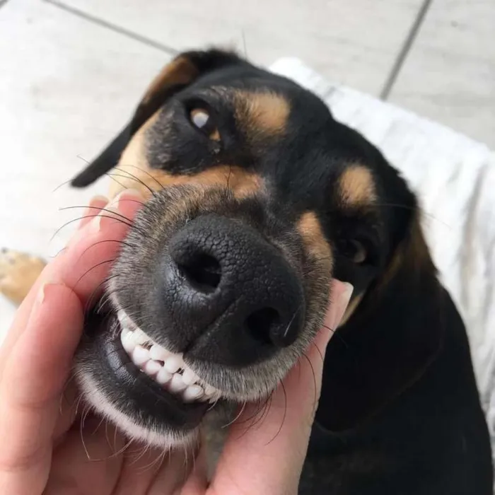 Cachorro ra a Sem raça definida idade 2 a 6 meses nome Pacco