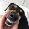 Pacco