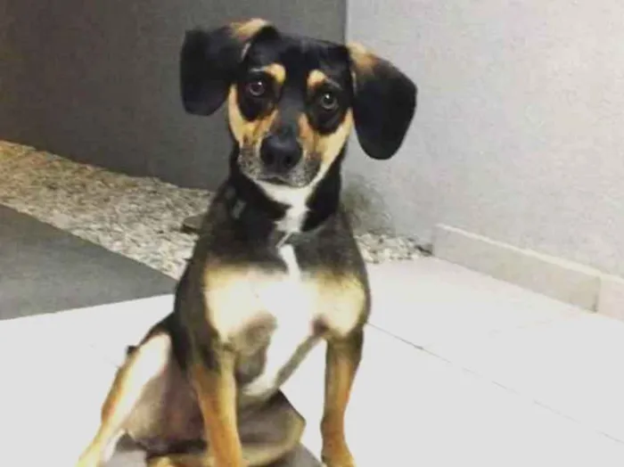 Cachorro ra a Sem raça definida idade 2 a 6 meses nome Pacco