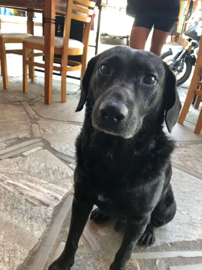 Cachorro raça Vira lata  idade 5 anos nome Conhecido como Puff