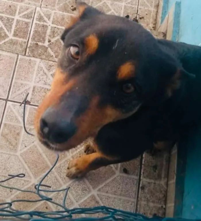 Cachorro ra a SRD idade 3 anos nome MARRETA