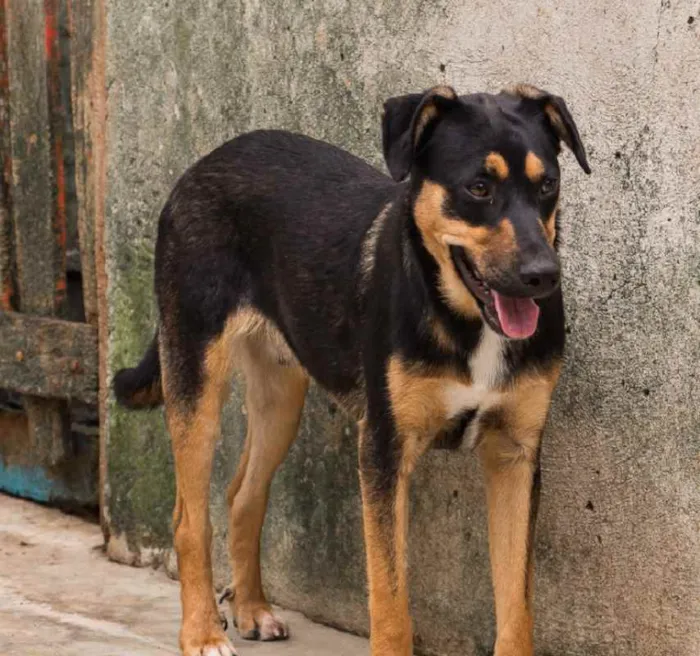 Cachorro ra a SRD idade 3 anos nome MARRETA