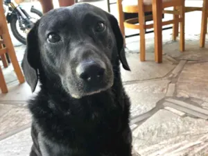 Cachorro raça Vira lata  idade 5 anos nome Conhecido como Puff