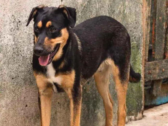 Cachorro ra a SRD idade 3 anos nome MARRETA