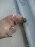 fiona