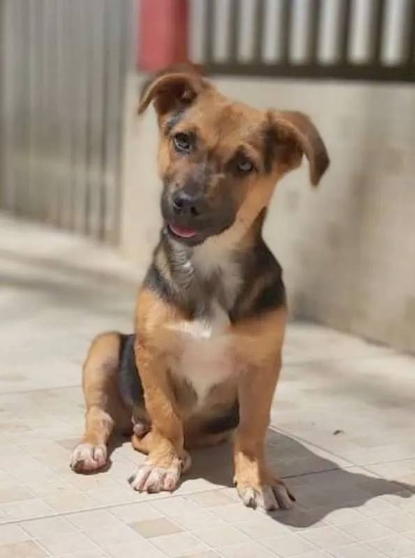 Cachorro ra a srd idade 2 a 6 meses nome Rolf