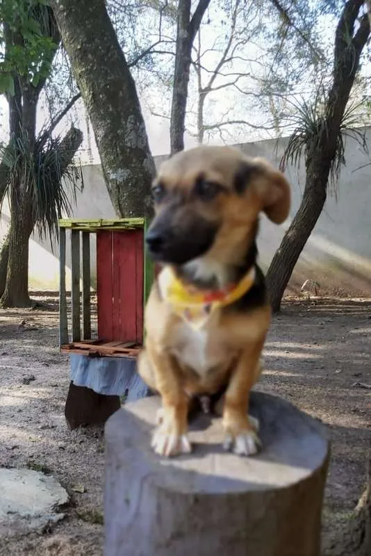Cachorro ra a srd idade 2 a 6 meses nome Rolf