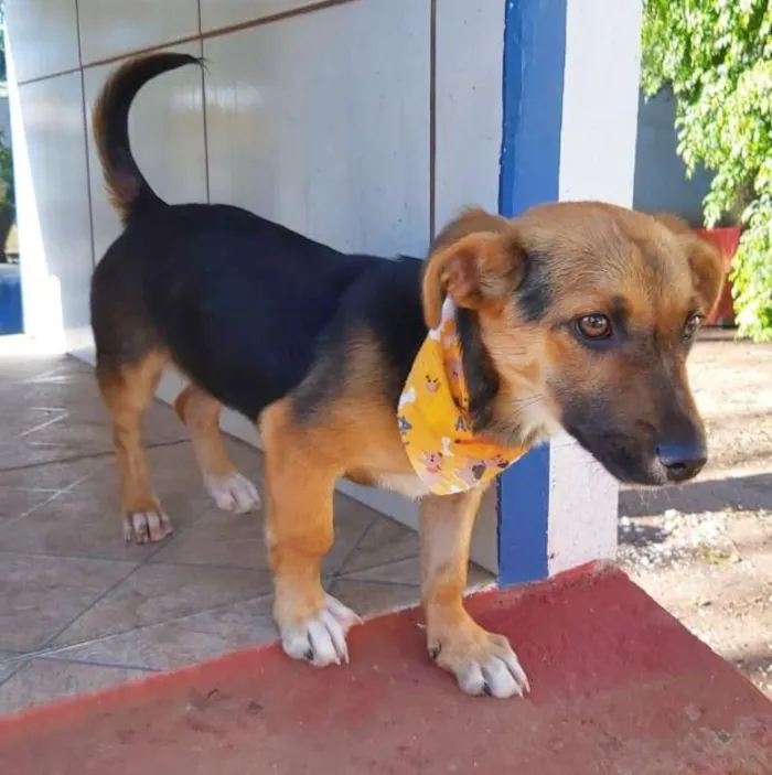 Cachorro ra a srd idade 2 a 6 meses nome Rolf