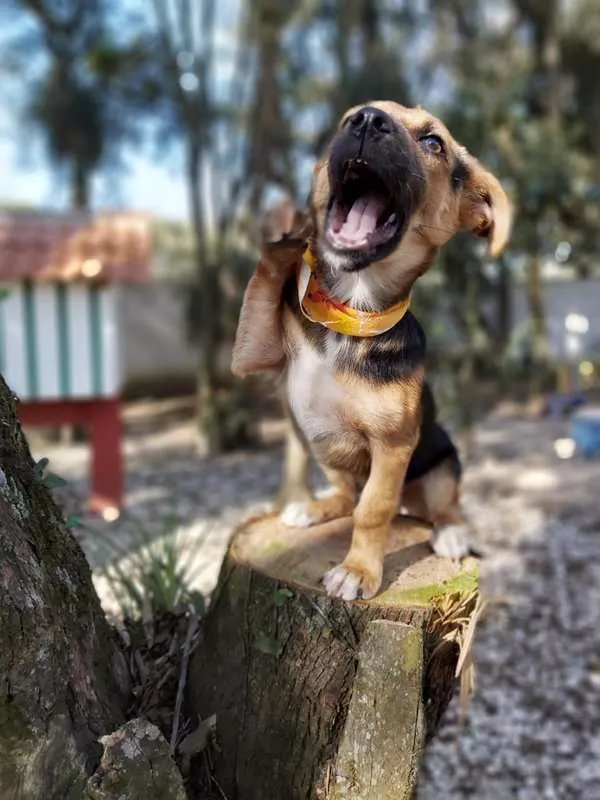 Cachorro ra a srd idade 2 a 6 meses nome Rolf