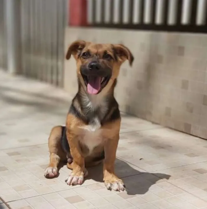 Cachorro ra a srd idade 2 a 6 meses nome Rolf