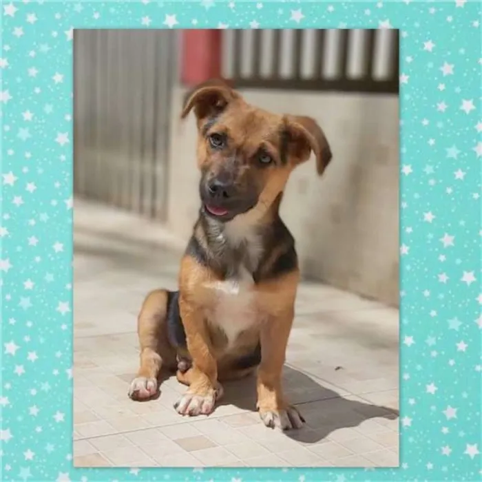 Cachorro ra a srd idade 2 a 6 meses nome Rolf