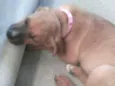 fiona