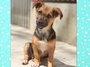 Cachorro raça srd idade 2 a 6 meses nome Rolf