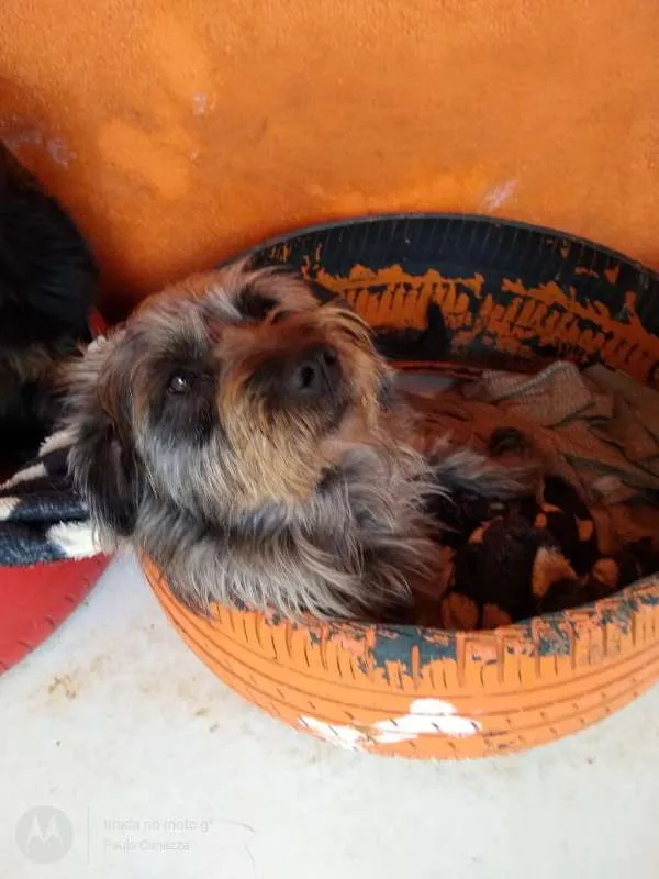 Cachorro raça SRD idade 2 anos nome Xoquito