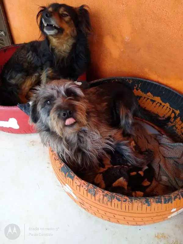 Cachorro raça SRD idade 2 anos nome Xoquito