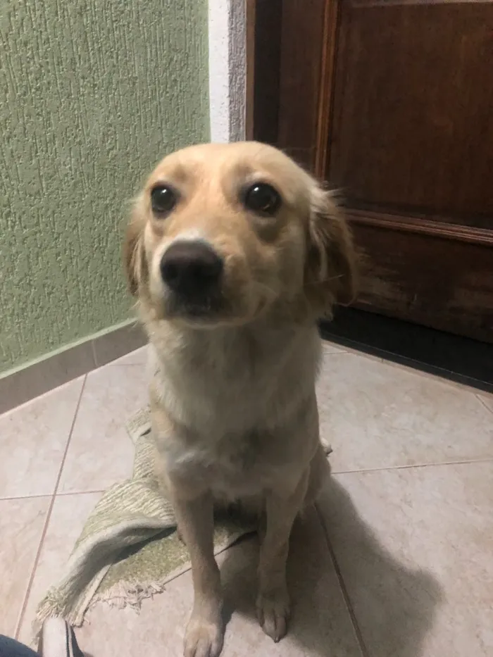 Cachorro ra a SRD idade 1 ano nome Luna