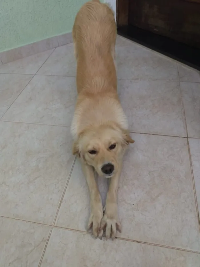 Cachorro ra a SRD idade 1 ano nome Luna