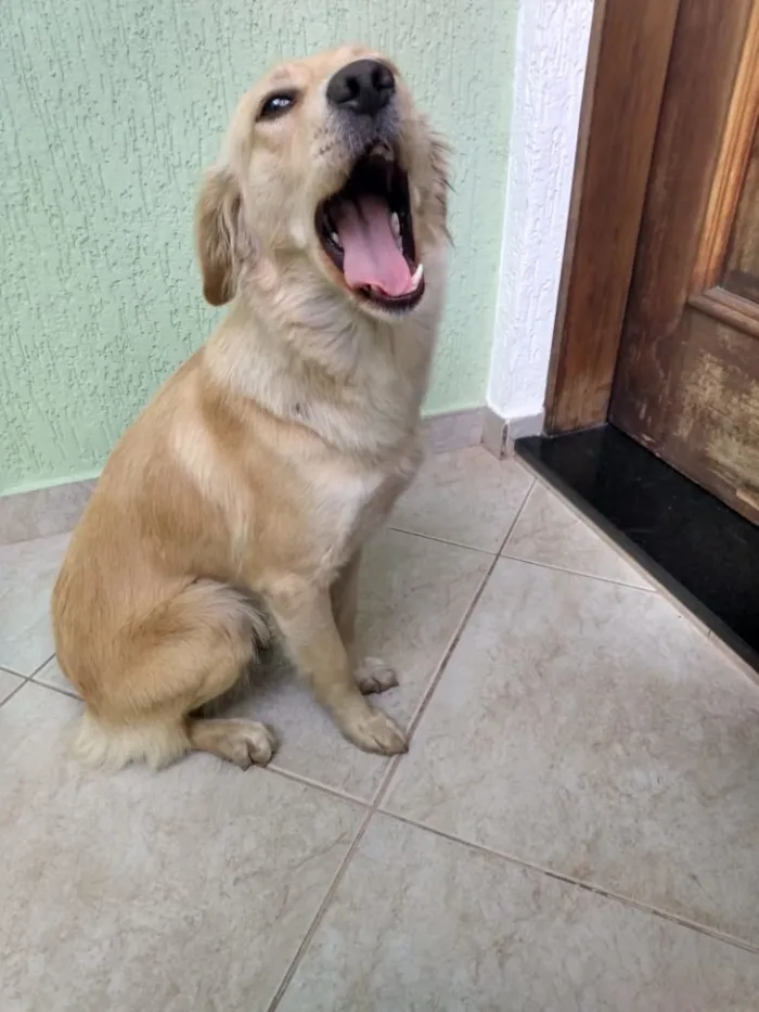 Cachorro ra a SRD idade 1 ano nome Luna