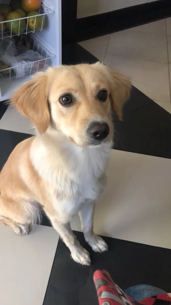 Cachorro ra a SRD idade 1 ano nome Luna
