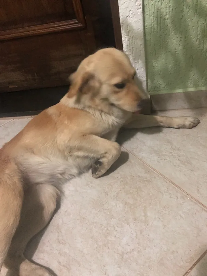 Cachorro ra a SRD idade 1 ano nome Luna