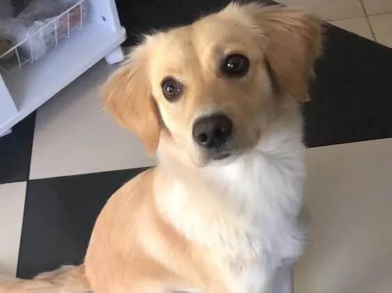 Cachorro ra a SRD idade 1 ano nome Luna
