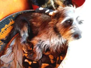 Cachorro raça SRD idade 2 anos nome Xoquito