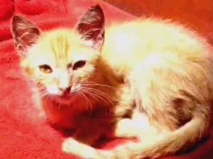 Gato raça SRD idade 2 a 6 meses nome Malélo