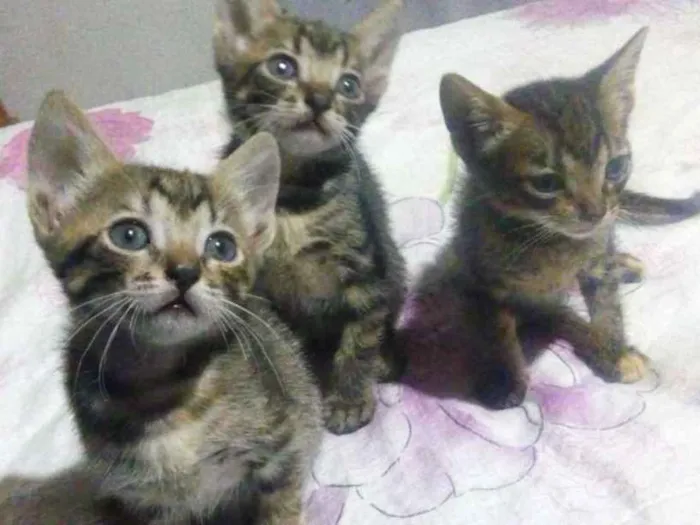 Gato ra a Vira lata idade 2 a 6 meses nome Ainda não tem
