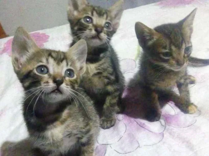 Gato ra a Vira lata idade 2 a 6 meses nome Ainda não tem