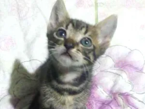 Gato raça Vira lata idade 2 a 6 meses nome Ainda não tem