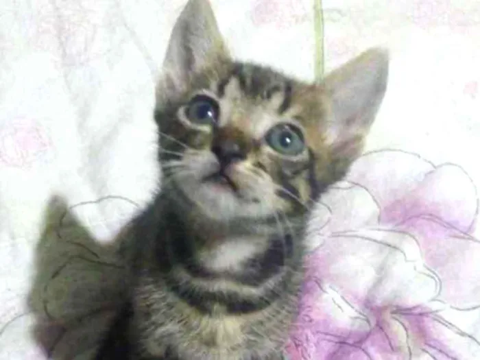 Gato ra a Vira lata idade 2 a 6 meses nome Ainda não tem