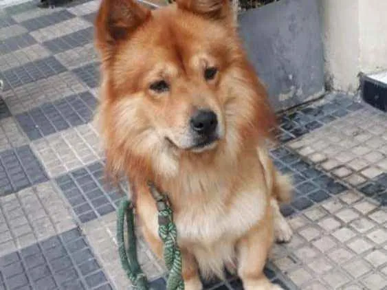 Cachorro ra a Chow chow idade 1 ano nome Thor