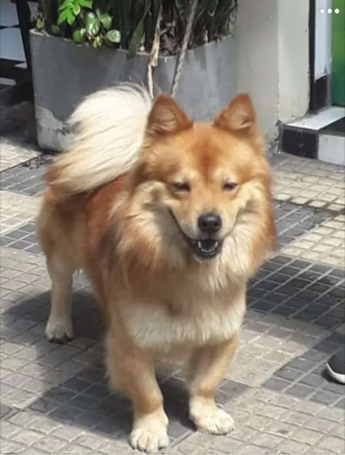 Cachorro ra a Chow chow idade 1 ano nome Thor