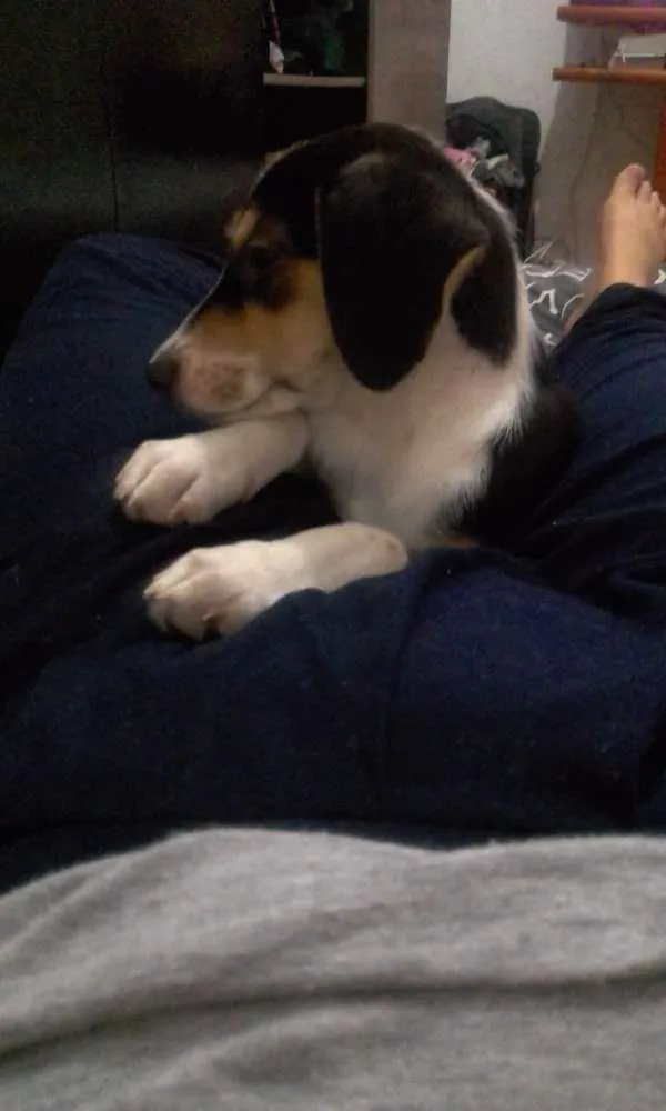 Cachorro ra a SRD idade 2 a 6 meses nome Gamora