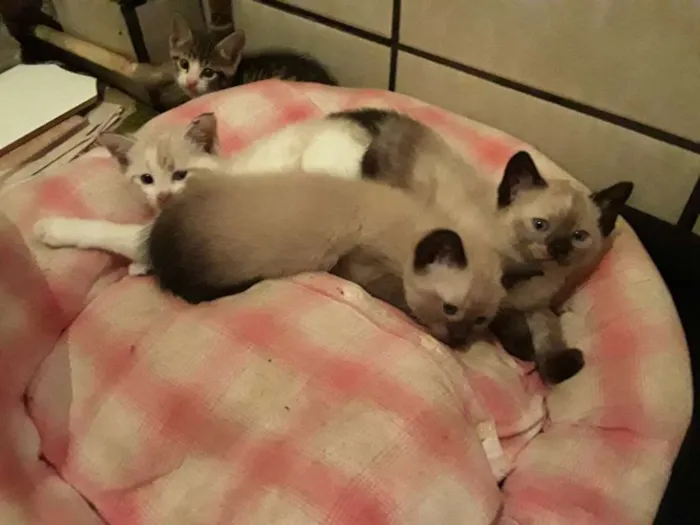 Gato raça Viralata idade 2 a 6 meses nome filhotes 