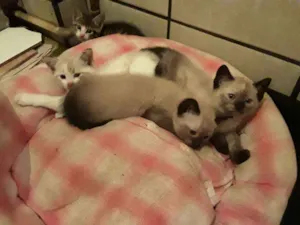 Gato raça Viralata idade 2 a 6 meses nome filhotes 