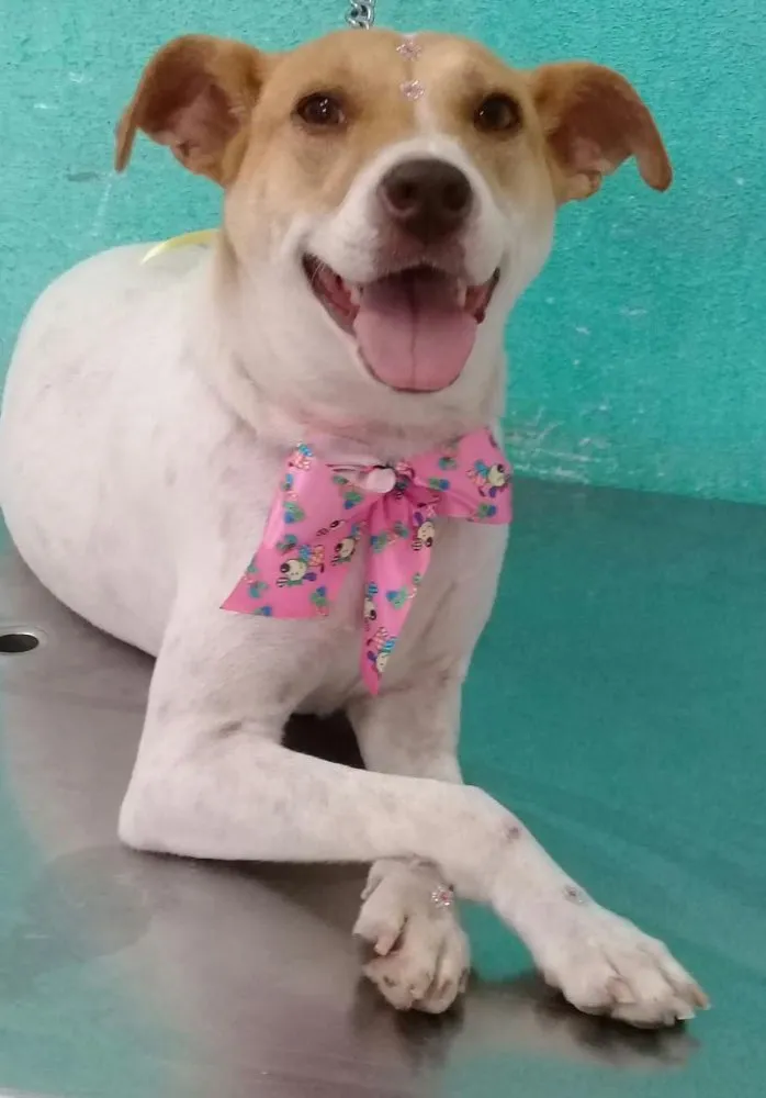 Cachorro ra a Jack russel  idade 1 ano nome Lilica linda 